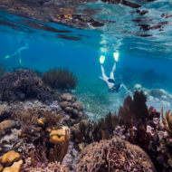a teen girl snorkeling over a coral reef